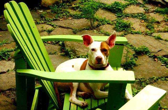 Mickey the Pit Bull one year offf the streets