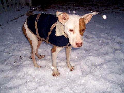 Mickey the Pit Bull, one week off the streets