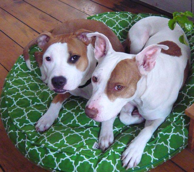 Mickey and Rosie are sweethearts
