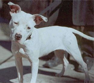 Minnie the Pit Bull