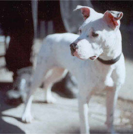 Minnie the Pit Bull