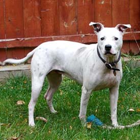 Minnie the Pit Bull