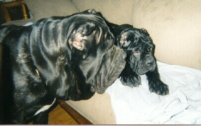 Juno and Minerva