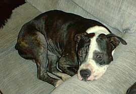 Max the Pitbull