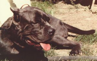 Gussie