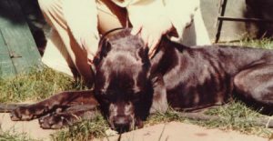 Gussie, aka Pansy
