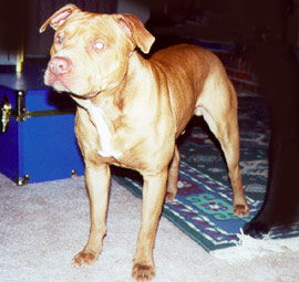 Petey - Now!
