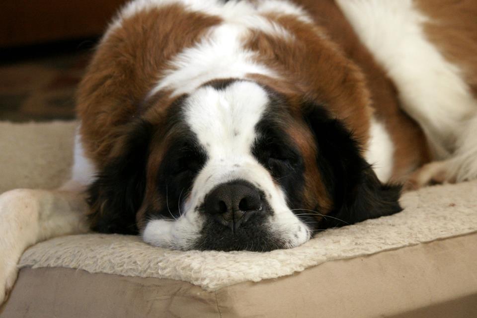 Sammie