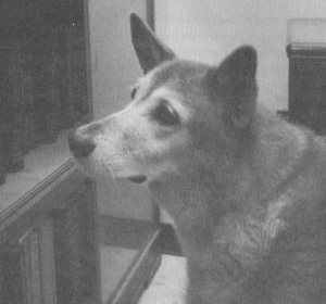 Sheba