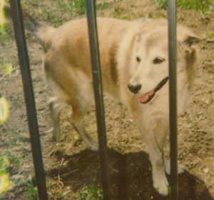 Sheba