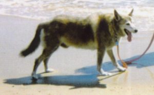 Sheba