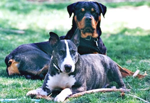 Shiwa and Rocco