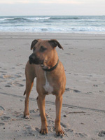 Spike