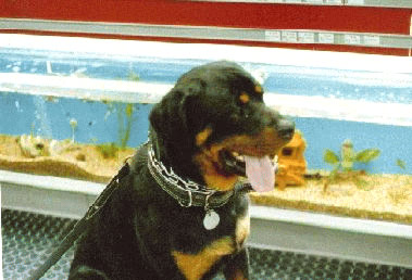 Tex