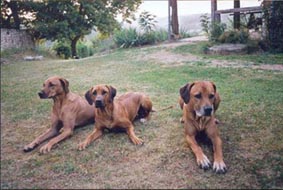 Wincent, Eddie, Ziyal