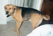 Zeus