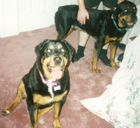 Zeus and Xena guard the master bedroom Zeus and Xena guard the master bedroom