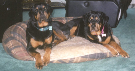 Zeus and Xena relaxing in their living room Zeus and Xena relaxing in their living room